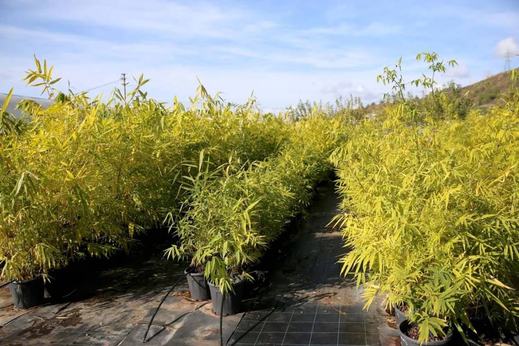 Balkonda eğlencesine yetiştirmeye başlamıştı, şimdi dev fidanlık kurdu! Paraya para demiyor, nereden nereye... 8